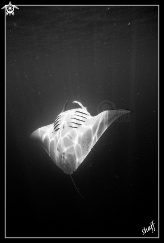 A Manta birostris | Manta Ray