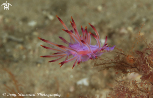 A Flabellina rubrolineata | Purple dragon