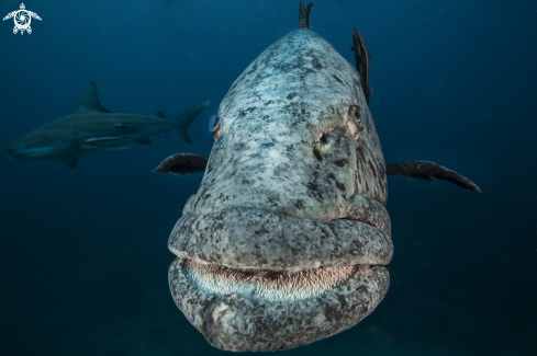 A Epinephelus guaza | grouper