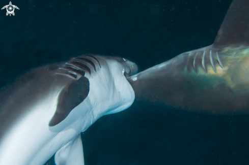 A black tip shark