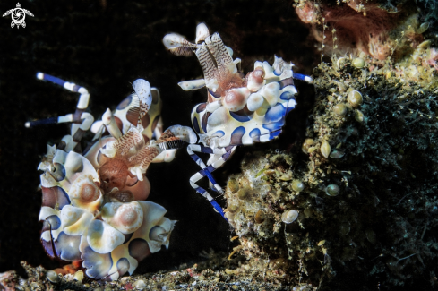 A harlequin shrimps