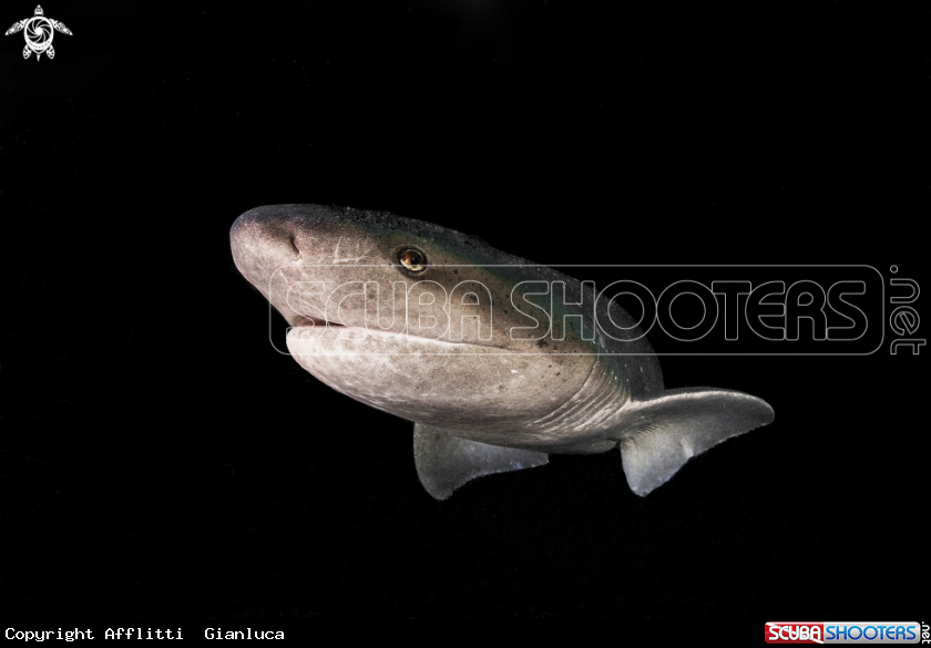A seven gill shark