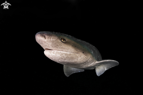 A seven gill shark