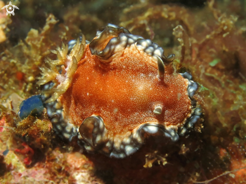 A Glossodoris pullata | nudibranch