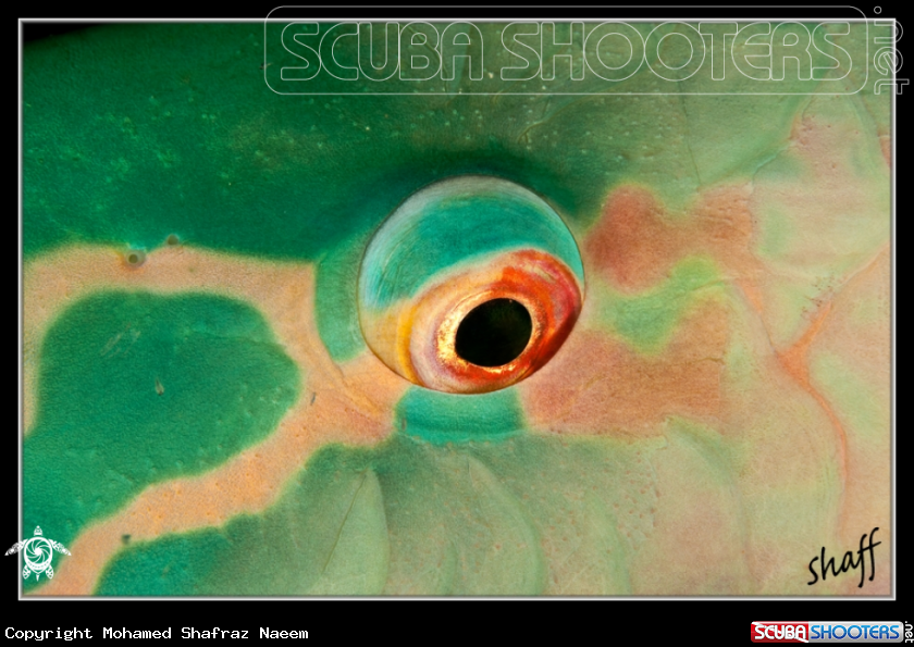 A Bicolor Parrotfish