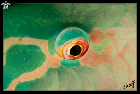 A Bicolor Parrotfish