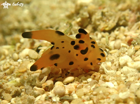 A nudibranch