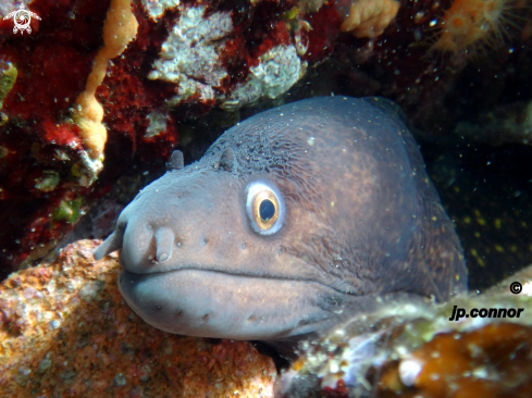 A Muraena helena | Murène