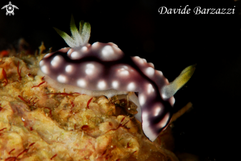 A Chromodoris geometrica | Chromodoris geometrica