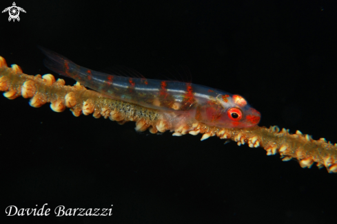 A Bryaninops yongei | Gorgonian Gpby