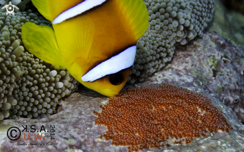 A POMACENTRIDAE | Clown Fish and Anemons
