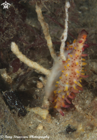 A Rosy Spindle cowry