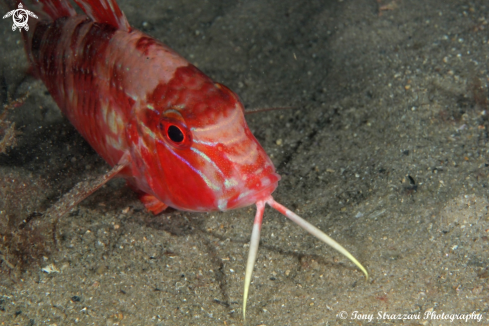 A Blue - lined Goatfish