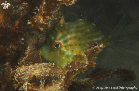 A Pygmy leatherjacket