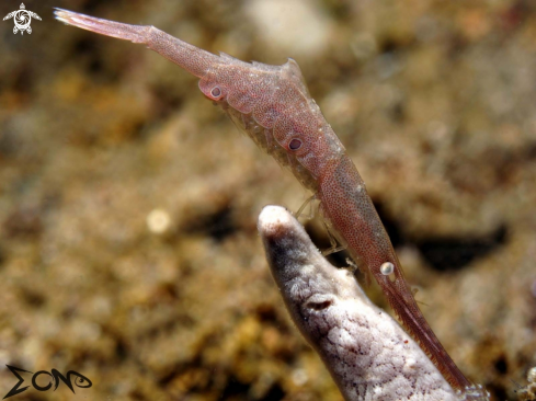 A Saw-blade shrimp