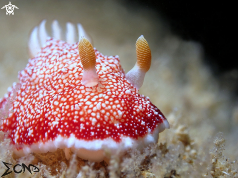 A Goniobranchus reticulatus | Nudibranch