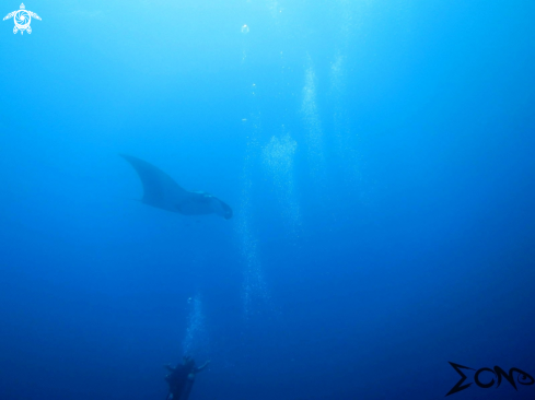 A Giant Manta Ray