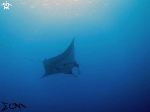 A Giant Manta Ray