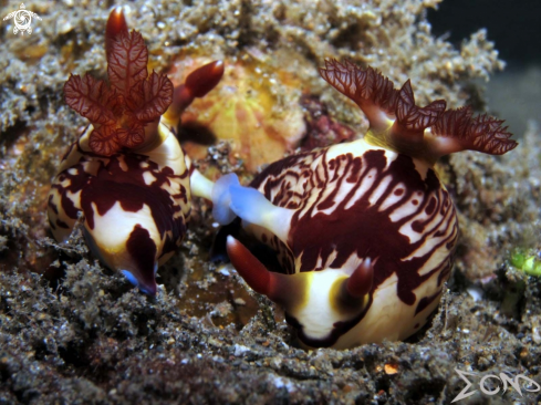 A Nembrotha lineolata  | Nudibranch