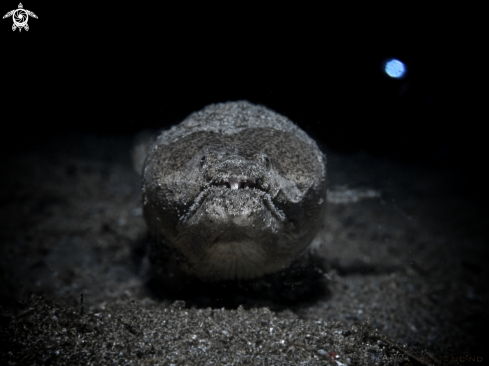 A Brachysomophis cirrocheilos | Stargazer Snake Eel