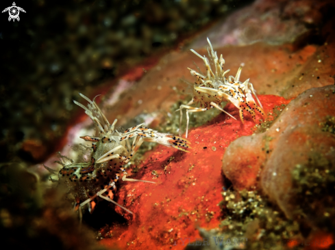 A Spiny Tiger Shrimp