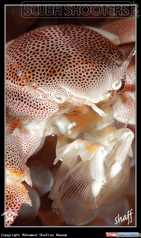 A Porcelain Anemone Crab