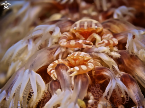 A Porcellanella haigae | Haig's Porcelain Crab