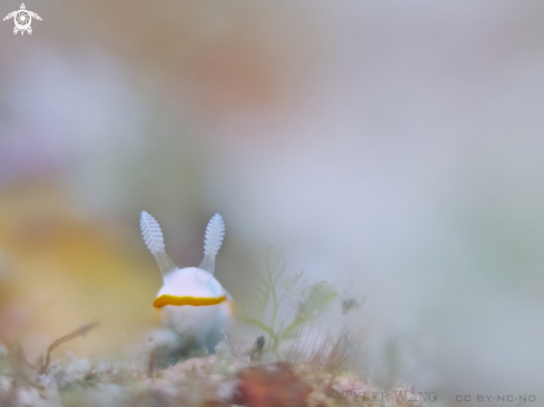 A White Gill Chromodoris