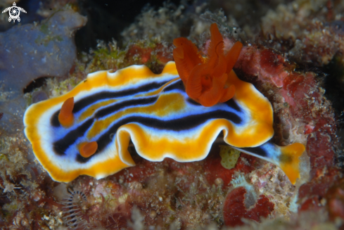 A Chromodoris quadricolor | .