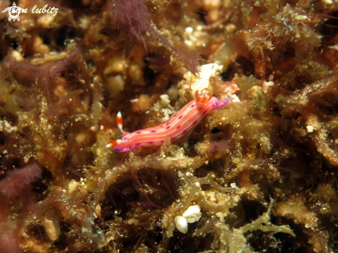 A Hypselodoris  maculosa | nudibranch