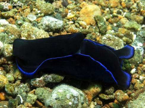 A sea slug