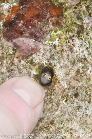 A Blenny