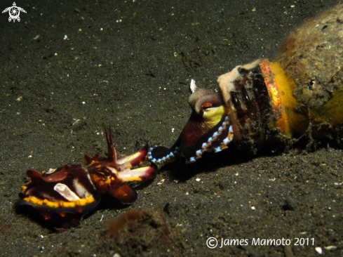 A Flambouyant Cuttle Fish & Coconut Octopus