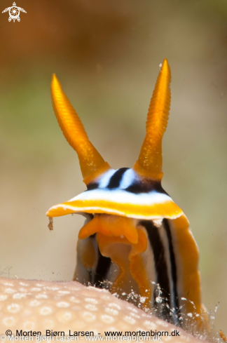 A Nudibranch