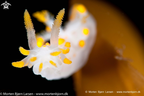 A Nudibranch