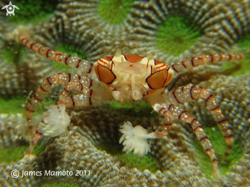 A Boxer Crab