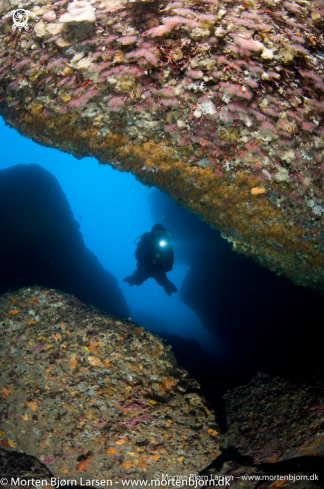 A Red corals 