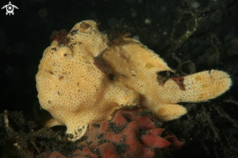 A frogfish