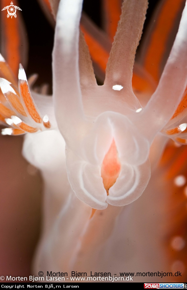 A A Flabellina eating the terminal bud of a hydroid