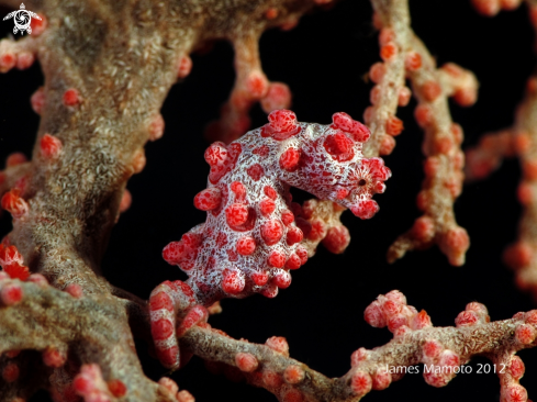 A Bargibanti Pygmy Seahorse