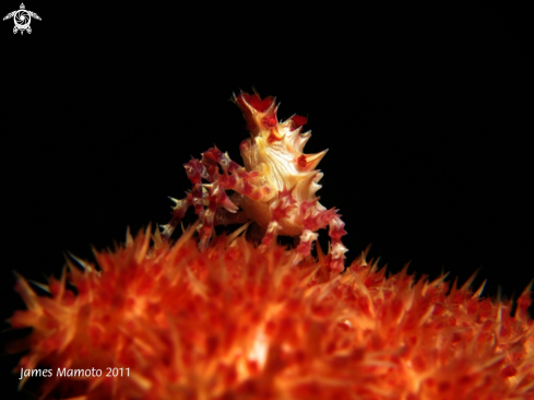 A Candy Crab