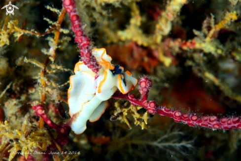 A Dermatobranchus albopunctulatus | nudi