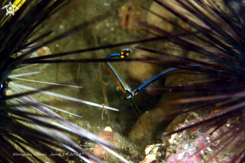 A pipefish