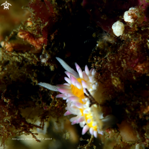 A Cadinella ornatissima | nudi