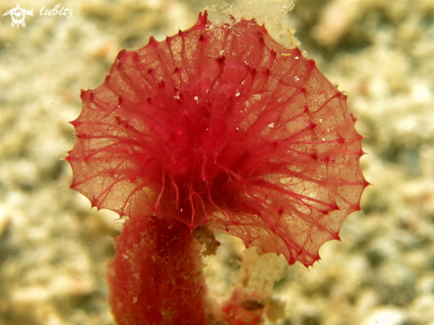 A Oceanapia sagittaria | sponge