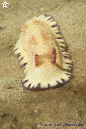 A Gold-Spotted Chromodoris