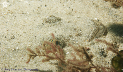 A Platycephalus longispinis | Long-spine Flathead