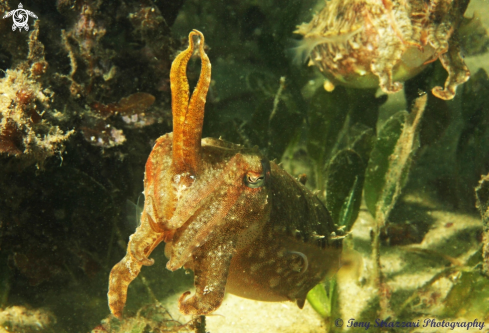 A Mourning cuttle