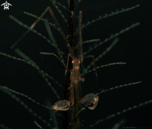 A Caprellidae sp. | Skeleton Shrimp