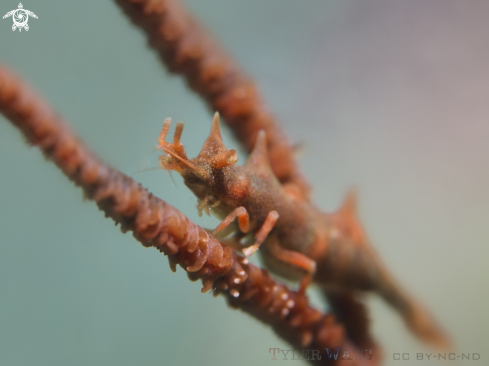 A Dragon Shrimp